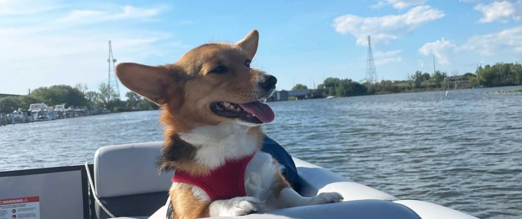 Pet Friendly Pontoon Boat Rental